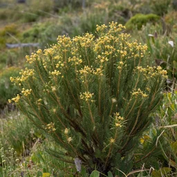 Arbutus menziesii