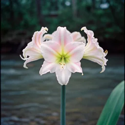 cahaba river alabama, hymenocallis coronaria, kodak ektachrome e 1 0 0,