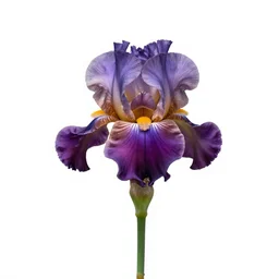 iridescent iris flower, studio photography, full body, isolated on a pure white background, centered, entire subject in frame, sharp focus, soft studio lighting