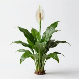 baby peace lily, professional studio photo, full body, isolated on a pure white background, centered, entire subject in frame, sharp focus, soft studio lighting
