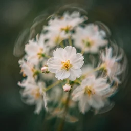 grainy double exposure photograph of dreamy flowers in motion, in volumetric lighting, light leaks, intricate, highly detailed