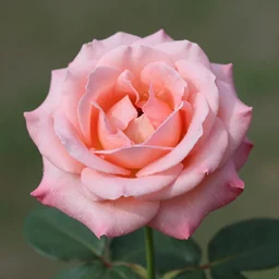 photo of a rose by meghan goldmund