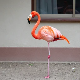 flamingo from youtube standing next to a building - n 2 0