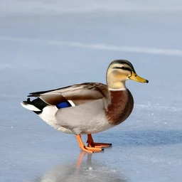 a skating duck