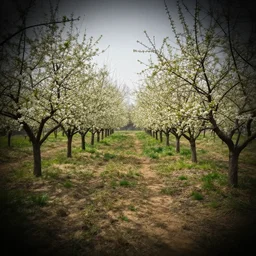 by john lavery kokedama, vignetting expressive, shadowy. a beautiful installation art depicting a farm scene. the installation art shows a view of an orchard with trees in bloom.