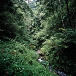 lush montain creek forest, dense vegetation, against light, bright details, contrasting, daylight, highly detailed, by dieter rams 1 9 8 0, national geographic magazine, reportage photo, natural colors