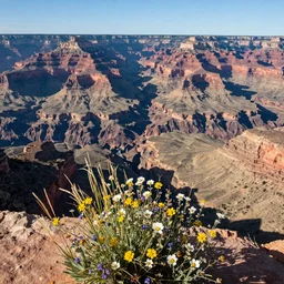The Grand Canyon, bursting with wildflowers and tall grass