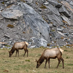 realistic photo of a rocky mountains landscape, two elk grazing, very sharp focus, in the style of greg rutswoski, very hyper realistic, highly detailed, fantasy art station