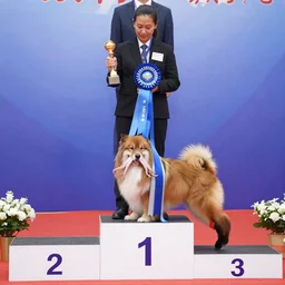 octopus wins first place in a dog show, octopus on podium, octopus wearing a blue ribbon