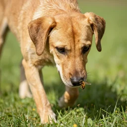 my dog stepped on a bee but the dog is amber heard
