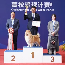 octopus wins first place in a dog show, three tier podium, 4k