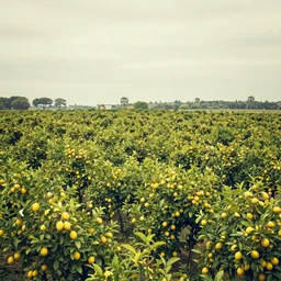a lemon landscape, photography, faded