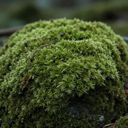 moss, 4 k, high definition, realistic, cinematic, centered