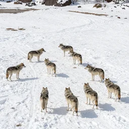 taking from above, snow - covered beach, and lots of wolves there. high detail, photorealistic, good lighting, unbelievable.