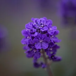 purple scarlet flower storm