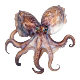 photo of a cephalopod