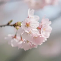 cherry blossom detail macro 5 0 mm kodak, bokeh, depth of field
