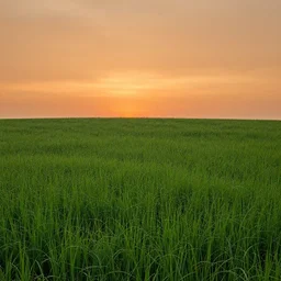 lush grass and orange sky