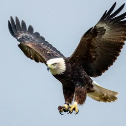 a bateleur eagle, nature photography