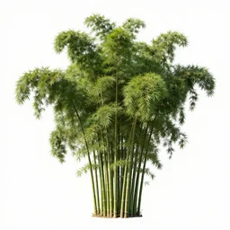 bamboo hall tree, high detail macro photography, isolated on a pure white background, centered, entire object in frame, sharp focus, soft studio lighting