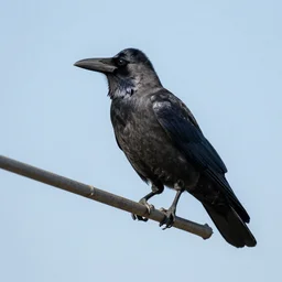 crow sits plane