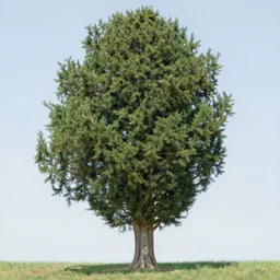 a cypress tree in style of pierre - auguste renoir,, fine details,