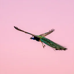 peacock flies across the horizon in the pink sky, the boulevard depot in a hot air balloon, wide angle lens, octane rendering, in the style alfonse mucha, 8 k,