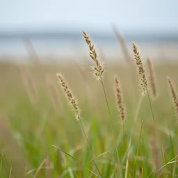 japanese stiltgrass