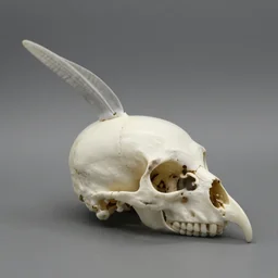 a skull shaped like a bird