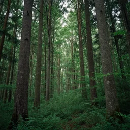 Beautiful forest in the style of Victor Zaretsky
