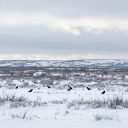 beautiful, serene, snowy taiga landscape. cloudy day. crows. professional wildlife photography. 8 k. sharp focus.