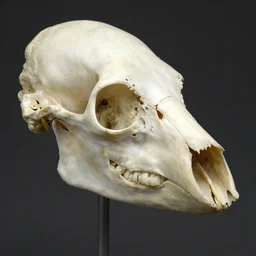 crow - head bone structure, with diapsid with a pre - lachrymal fossa, a single occipital condyl, macro photograph by naturalist museum