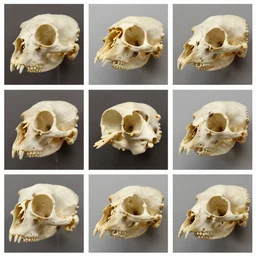 montage of style sheets, bird head of bones, macro photographs by naturalist museum, bird collection, taxidermy