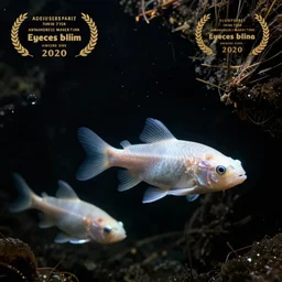 eyeless blind albino fishes from inside deep dark freshwater lake cavern, black background, dark dim lighting, legendary award winning underwater nature photography
