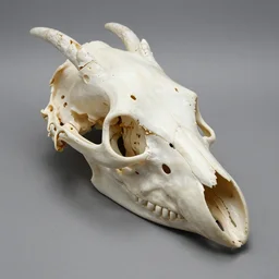 fossil dragon skullgar by gregory crewdson