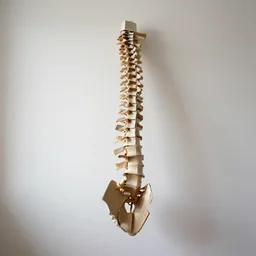 a spine with severe scoliosis made of cardboard, canon eos r 3, f / 1. 4, iso 2 0 0, 1 / 1 6 0 s, 8 k, raw, unedited, symmetrical balance, wide angle
