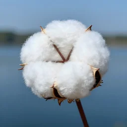 big cotton over the lake,