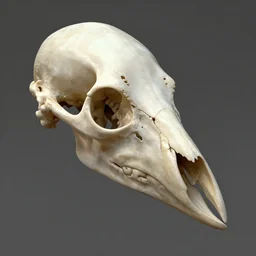 beaked skull of a strange avian creature, fantasy anatomy, artstation, cgsociety, high detail, smooth, sharp focus