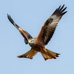 realistic, photograph of a red kite bird, full body, 4 k, hd, nature photography, wildlife photography