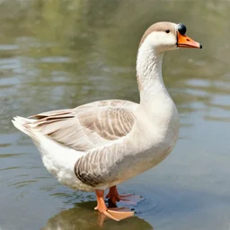 detailed drseing of a goose