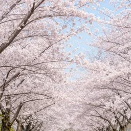japanese cherry blossom wallpaper