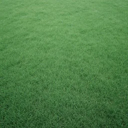 top view, overcast, undersaturated photograph, grass texture, kodak color
