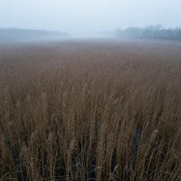 cinestill 5 0 d photo of hopeless dreary bog of reeds, river swamp, insect plague, mist. distant perspective, drone perspective. detailed. f 1. 4, sharp focus, ethereal, emotionally evoking, volumetric lighting, opal colors outdoor