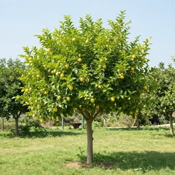 A perfect lemon tree