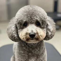 bad poodle haircut,