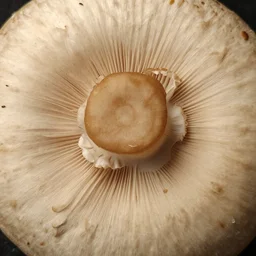 mushroom organic texture