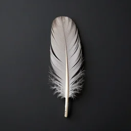 realistic photo of one minimal feather in center, high colored texture, dark smooth background, very sharp focus, 3 d octane render, in the style of greg rutswoski, very hyper realistic, highly detailed, fantasy art station