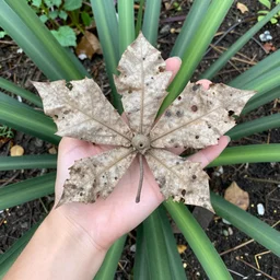 hey! i found this in my backyard... does anyone who what it is?
