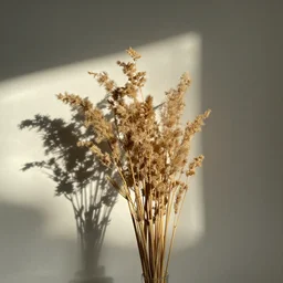 photoshoot with sunlit dried caked bleached