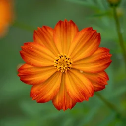 flower, cosmos, fire